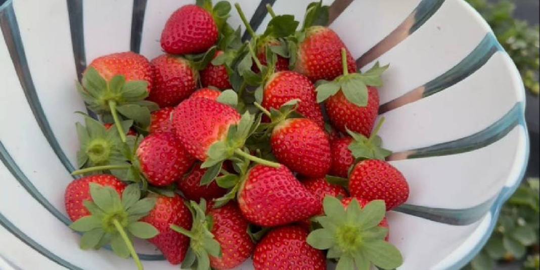 Kışlık çilekte hasat zamanı! Yılda 260 bin tonla önemli gelir kaynağı: Kilosu 130 TL’den satılıyor 4